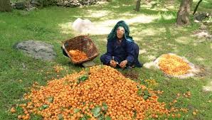 Apricot Festival Ladakh